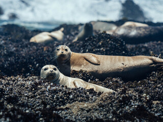 Harbor Seals