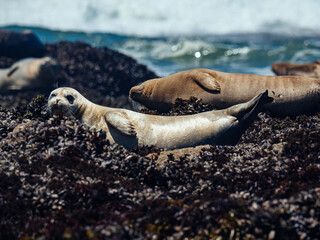 Harbor Seals