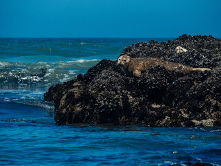 Harbor Seals