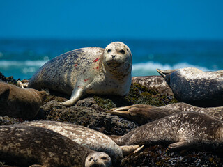 Harbor Seals