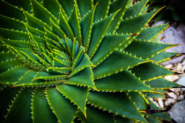 aloe vera plant