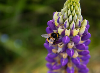 Bee on a flower