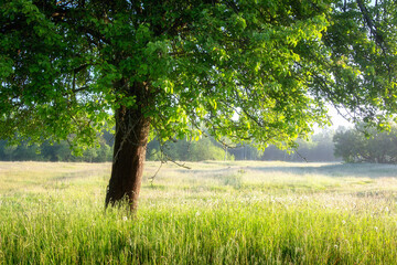 Summer background. Beautiful scenery of single tree among meadow with green grass and flowers. Meadow surrounded forest