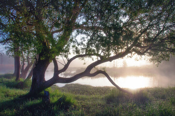 Natural landscape. Misty sunrise. Tree on beach river. Brightly sunbeams.