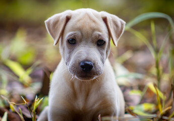 Labrador Retriever Puppy