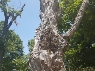 Fototapeta na wymiar large tree with broken branch
