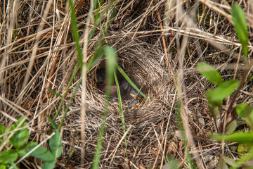 An adorable birds nest with tiny, newly hatched baby birds in stick nest. Taken in the spring time. 