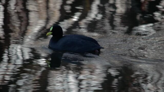 Fulica armillata (tagua) swiming in a lake.