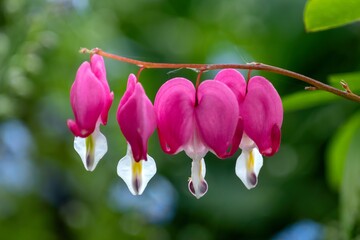 Selective focus shot of red bud flowers of the bleeding heart