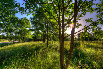 Fototapeta premium sunburst shining through the trees along a barbed wire fence line on a late spring afternoon, wild grasses dancing gracefully in the breese between light and shadow, blue sky background 