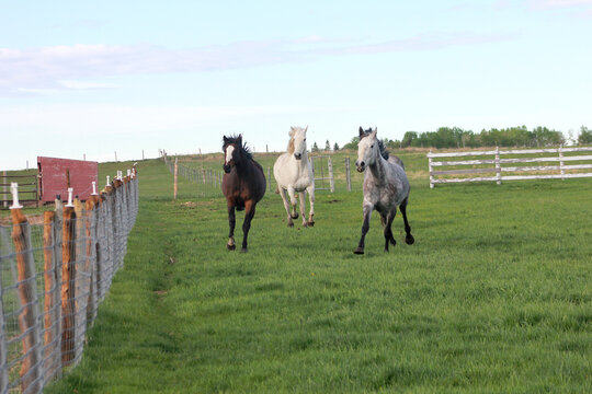 Thoroughbred horses running in field 