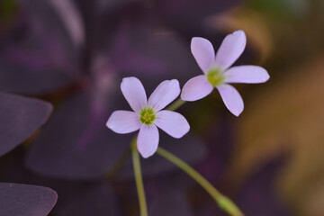 オキザリス　トリアングラリス