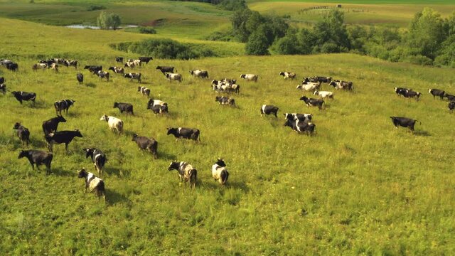 Taken from a drone, as cows graze in a field. Russia, Bashkortostan