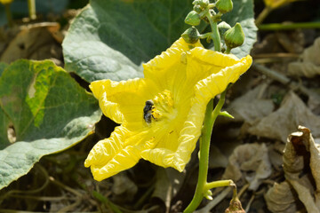 close up of yellow vegetable flower in garden, nature flora plant leaf grass