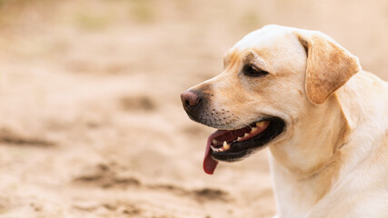 Labrador retriever dog looking away, having walk