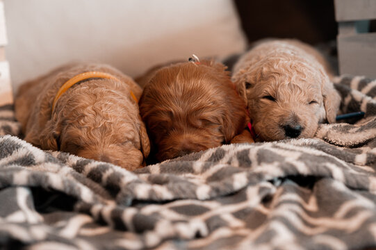 newborn puppies (goldendoodles) 
