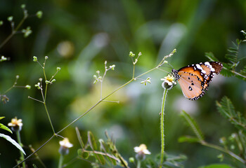 butterfly on flower