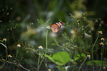 butterfly on flower