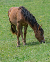 Fototapeta premium Cavallo al pascolo