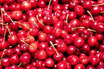 Close up of pile of organic cherries freshly harvested in a South San Francisco Bay Area orchard, California