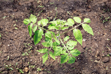 Young tomato shoot in the ground, green leaves, spring gardening work