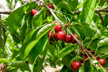 Close up of red organic cherries on a branch just before harvest in early summer