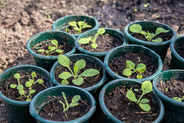 Young sprouts in small pots in the garden. Spring garden work