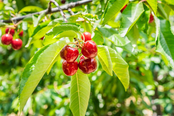 Close up of red organic cherries on a branch just before harvest in early summer