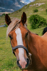 Primo piano cavallo