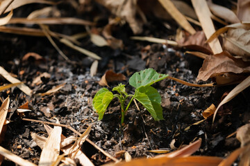 Seedling
The tree is just born
Trees caused by forest fires