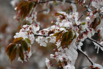 厳しい春　雪　桜