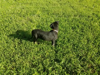 Fototapeta na wymiar black puppy dog in the green grass