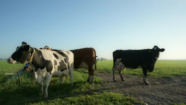 MS Herd of cows in field / Wyns, Friesland, the Netherlands