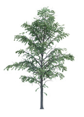 Nature object tree isolated  white  background