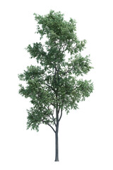 Nature object tree isolated  white  background
