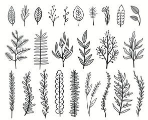 set collection plants leaves hand drawn vector