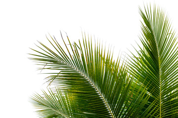 Fototapeta premium coconut palm leaf isolated on white with clipping path for object and retouch design.