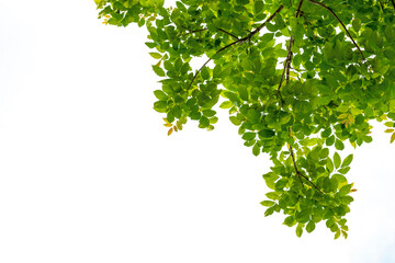 Tree branch with green leaf isolated on white with clipping path for object and retouch design.