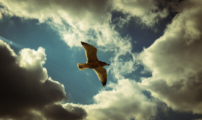 Seagull in the sky