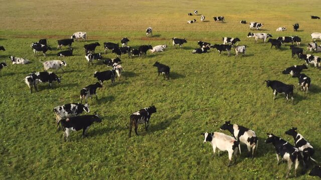 Taken from a drone, as cows graze in a field. Russia, Bashkortostan
