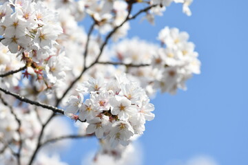 満開の桜の花