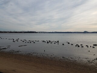 ducks and geese and birds on Potomac river with beach and Wilson bridge