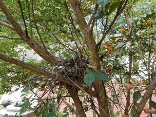 Fototapeta na wymiar baby birds in nest in crape myrtle tree