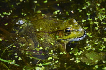 Green Frog Lithobates clamitans in the pond