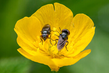 Zwei Fliegen auf einer Blume