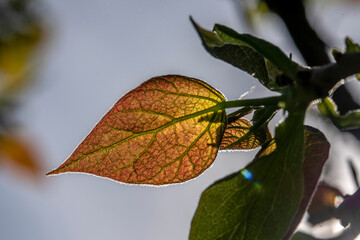 Blatt im Frühling im Gegenlicht