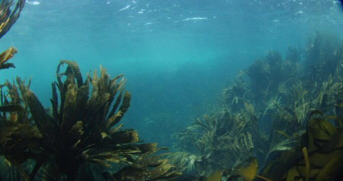 Moving through seaweed under the sea.