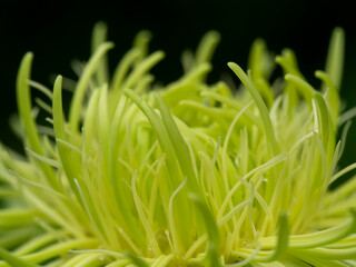 Macro image of green gerbera daisy with dark blur background