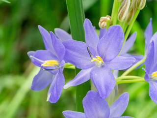 Close up violet flower
