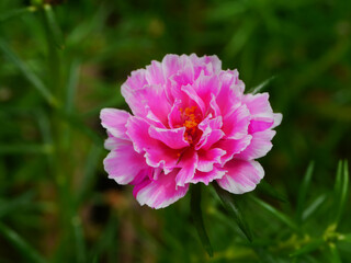 Close up Portulaca flower.